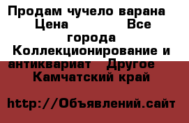 Продам чучело варана. › Цена ­ 15 000 - Все города Коллекционирование и антиквариат » Другое   . Камчатский край